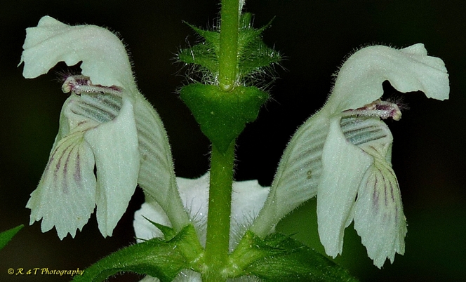 {Synandra hispidula}